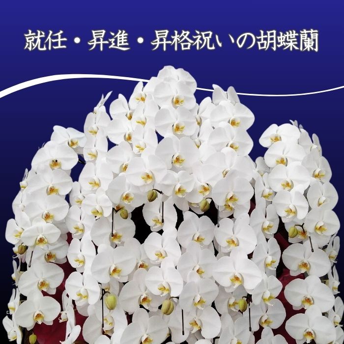 就任・昇進・昇格祝いの胡蝶蘭